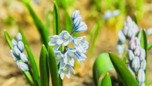 Posadź jesienią zamiast krokusów. Kwitnie, gdy jeszcze leży śnieg