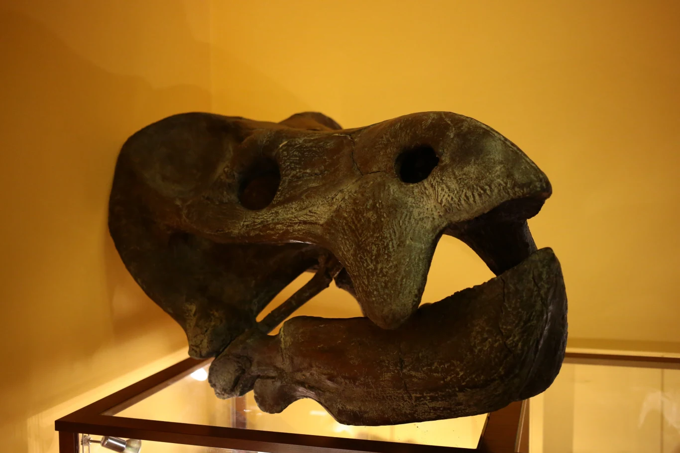 Czaszka zwierzęcia zwanego Lisowicia. To dicynodont, który żył niegdyś w Polsce Czaszka prehistorycznego gada z dużymi, szeroko rozstawionymi otworami ocznymi i charakterystycznym spłaszczonym pyskiem, eksponowana na muzealnej gablocie.