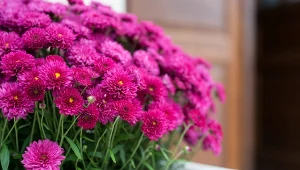 Pięć złotych zasad pielęgnacji chryzantem. Będą zdobić balkon aż do mrozów