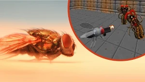 Naukowcy zmapowali mózg owada, a internauci bawią się nim w symulacjach. Klony muchy grają w Minecrafta i Dooma