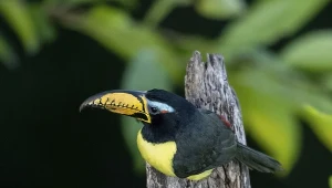 Arasari żółtobrzuchy to mieszkaniec Amazonii