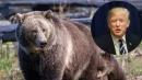 Zagrożone zwierzęta takie jak grizli znalazły się na cenzurowanym w świecie Donalda Trumpa