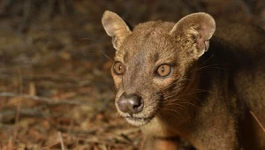 Fossa jest dzisiaj największym drapieżnikiem Madagaskaru. Jej przodkowie byli znacznie więksi