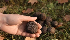 Trufle są tak drogie, ponieważ rosną pod ziemią, nie da się ich skutecznie hodować na masową skalę, a ich zbiór wymaga pomocy wytresowanych zwierząt