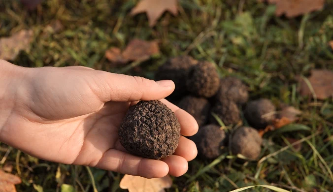 Trufle są tak drogie, ponieważ rosną pod ziemią, nie da się ich skutecznie hodować na masową skalę, a ich zbiór wymaga pomocy wytresowanych zwierząt