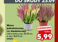 Wrzos UD
