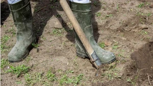 Pod koniec września syp grządki. Odkwaszona ziemia to klucz udanych plonów