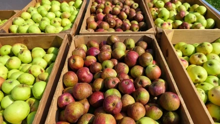 Każda odmiana jabłek jest pyszna. Polska jest liderem ich produkcji