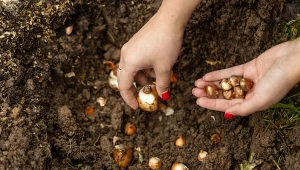Kilka cebul w jednym miejscu. Ten jesienny trik daje świetny efekt wiosną