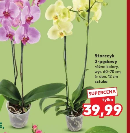 Орхідея Storczyk