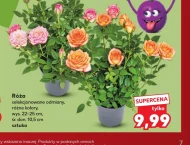 Роза