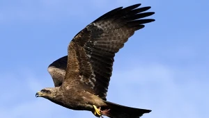 Kania czarna jest ptakiem, który korzysta na pożarach