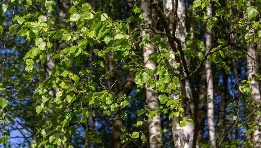 Zbieramy je wiosną. Liście brzozy są cenione w ziołolecznictwie i pielęgnacji włosów