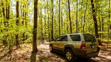 Wolny skrawek przy lesie nie zawsze jest parkingiem. Kierowcom grozi mandat