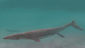 Halisaurus arambourgi - jeden z niedużych mozazaurów kredy