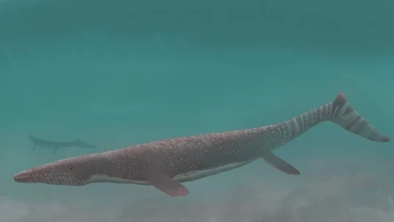 Halisaurus arambourgi - jeden z niedużych mozazaurów kredy