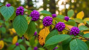 Jesień to zdecydowanie jej czas. Taka pięknotka będzie przykuwać wzrok