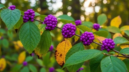 Pięknotka Bodiniera to atrakcyjna roślina, która zachwyca jesienią