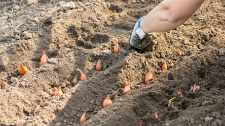 Podczas sadzenia tulipanów warto zabezpieczyć cebulki przed nornicami. Prosty trik może ograniczyć ryzyko ich podgryzania.
