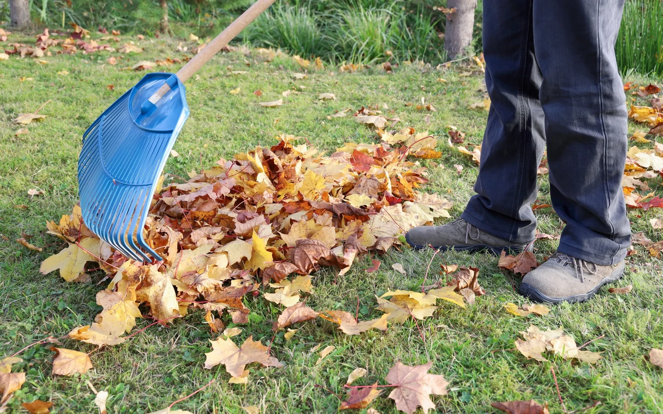 W kącie ogrodu warto pozostawić jesienią stertę liści i gałęzi, które mogą być bezpiecznym schronieniem np. dla jeży Osoba grabi trawnik niebieskimi grabiami, obok sterty żółtych i brązowych liści w kącie ogrodu.
