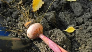 Dwa tygodnie w 22°C. Mało znany sposób na zimowanie mieczyków