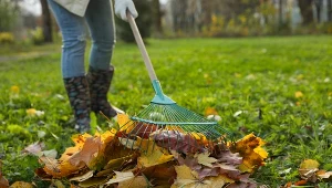 Co jesienią dzieje się pod ziemią? Życie ogrodu, którego nie widać