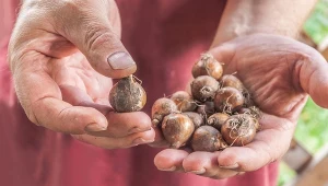 Posadź te cebulki w cieniu drzewa. Już w lutym będą tam łany kwiatów
