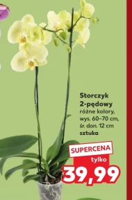 Storczyk