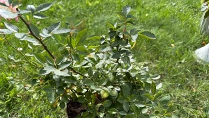 Połóż patyk w dołku. Posadź tak róże, a przetrwają przymrozki