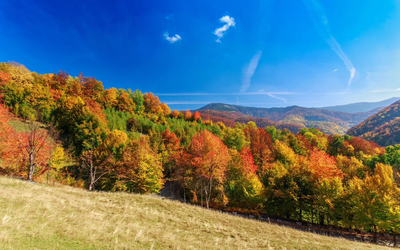 Jesienią Karpaty w Transylwanii serwują turystom bajkowe widoki Kolorowe, jesienne drzewa porastające pagórkowaty las, na pierwszym planie sucha, trawiasta łąka, w tle błękitne niebo z pojedynczymi obłokami.