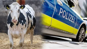 Niemcy. Policja z Brandenburgii zatrzymała dwóch Polaków. Są podejrzani o kradzież bydła (zdj. ilustracyjne)