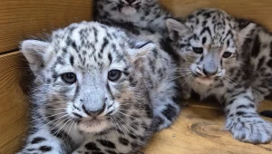 W warszawskim zoo urodziły się trzy irbisy śnieżne