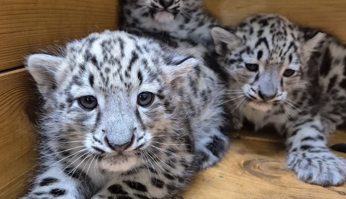 W warszawskim zoo urodziły się trzy irbisy śnieżne