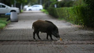 Decyzja sejmiku spotyka się z krytyką części środowisk zajmujących się ochroną zwierząt