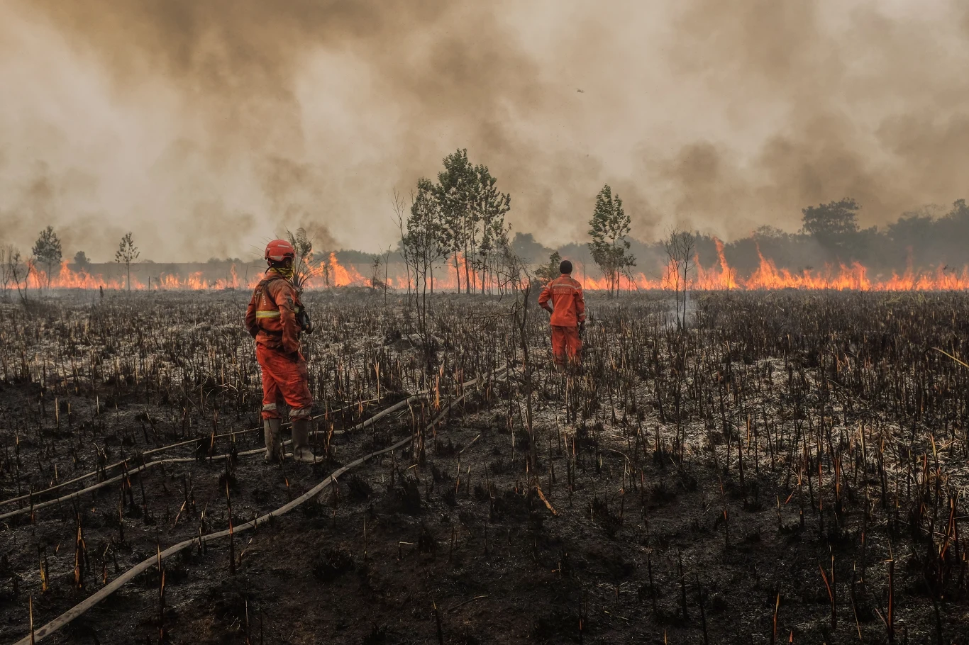 Katastrofalne pożary na Sumatrze. To również efekt wpływu El Niño Strażacy w pomarańczowych kombinezonach walczą z rozległym pożarem lasu, otoczeni spaloną ziemią i unoszącym się dymem, w tle widoczna ściana ognia oraz ocalałe drzewa.