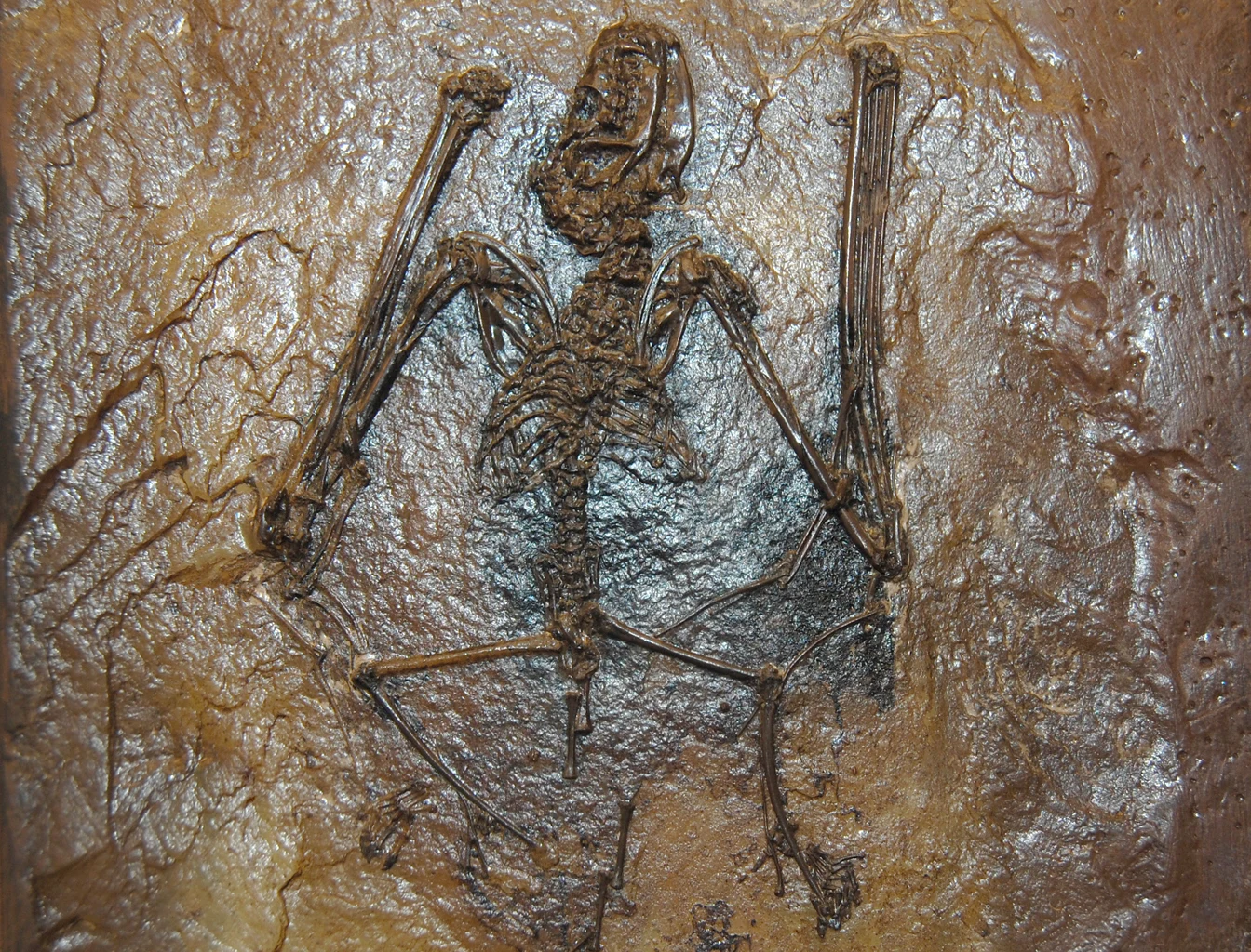 Kości nietoperza Palaeochiropteryx - kopalnego gatunku z Niemiec. Można je oglądać w Muzeum Historii Naturalnej w Wiedniu Szkielet nietoperza zachowany w skale, z wyraźnie widocznymi kośćmi skrzydeł i czaszką.