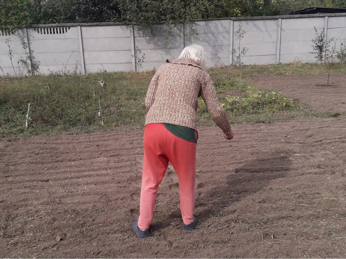 Co wysiać na grządce po ogórkach? Dobrze sprawdzą się m.in. warzywa liściowe. Starsza kobieta w swetrze i czerwonych spodniach jest pochylona nad ziemią i sieje nasiona na przygotowanej grządce.