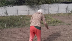 Ogórki zebrane? Wysiej pod koniec września, a wiosną gleba podziękuje 