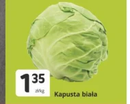 Kapusta biała