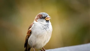 Wróble to ptaki osiadłe i synantropijne – występują tam, gdzie żyją ludzie