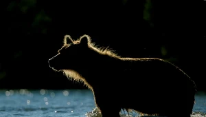 Niedźwiedź brunatny na Kamczatce w Rosji. Tam oraz w innych regionach tego kraju dochodzi do kolejnych ataków na ludzi. Zdjęcie ilustracyjne