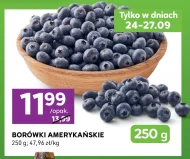 Borówki amerykańskie