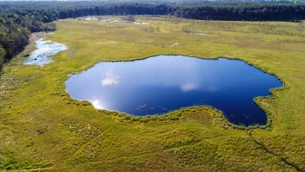 Torfowiska są dobrym wskaźnikiem tego, co dzieje się z przyrodą