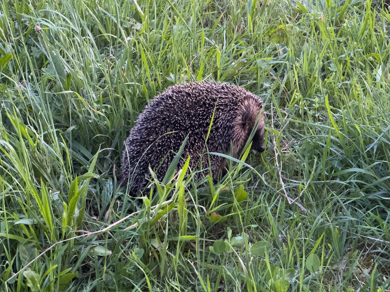 Jeż ukryty w gęstej zielonej trawie.