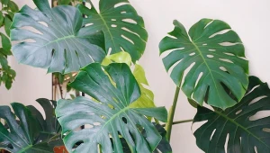 Duże i błyszczące liście. Jesienią monstera potrzebuje innej opieki 
