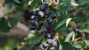 Żywopłot, który daje 10 kg owoców z każdego krzaka. To nie borówka