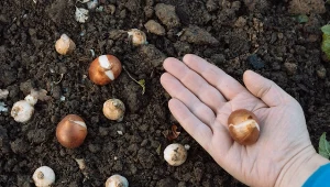 Użyj, a cebulki tulipanów bezpiecznie przezimują. Nornica ich nie tknie