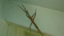 Patyczaki z rodzaju Anchiale osiągają ogromne rozmiary