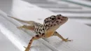 Anolis sabanus występuje tylko na jednej małej wyspie w Holandii Karaibskiej