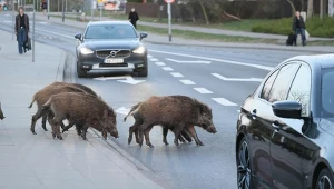 Dziki coraz częściej pojawiają się w polskich miastach. Eksperci: Będą wracać